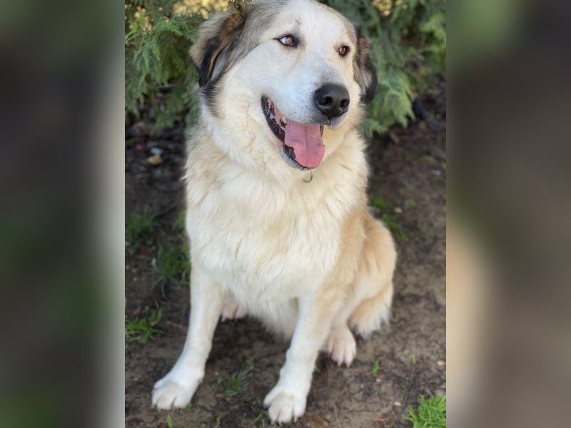 Winnie, geb. ca. 12/2023, lebt in GRIECHENLAND, auf einer privaten Pflegestelle