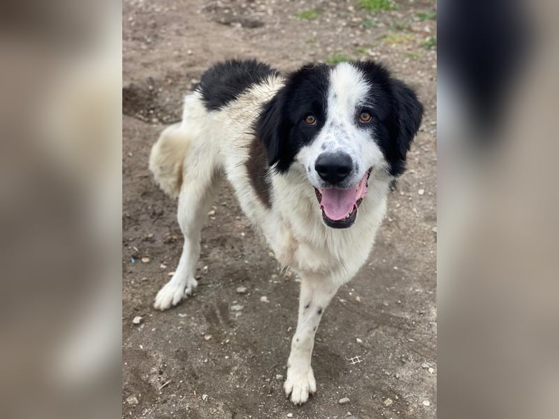 Räuber, geb. ca. 04/2025, lebt in GRIECHENLAND, auf einer privaten Pflegestelle