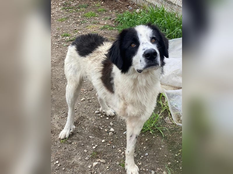 Räuber, geb. ca. 04/2025, lebt in GRIECHENLAND, auf einer privaten Pflegestelle