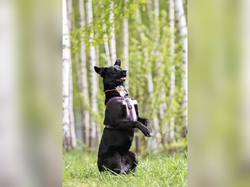 Ruhige Nora sucht liebevolles Zuhause