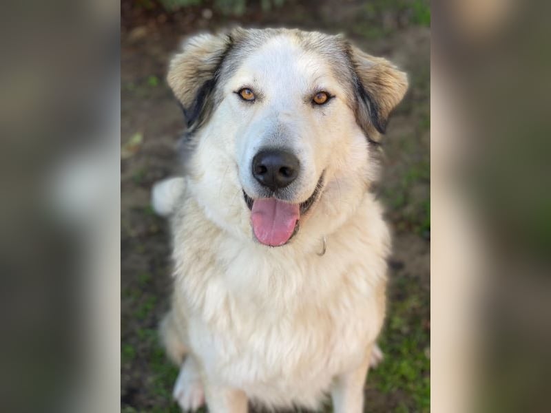 Winnie, geb. ca. 12/2023, lebt in GRIECHENLAND, auf einer privaten Pflegestelle