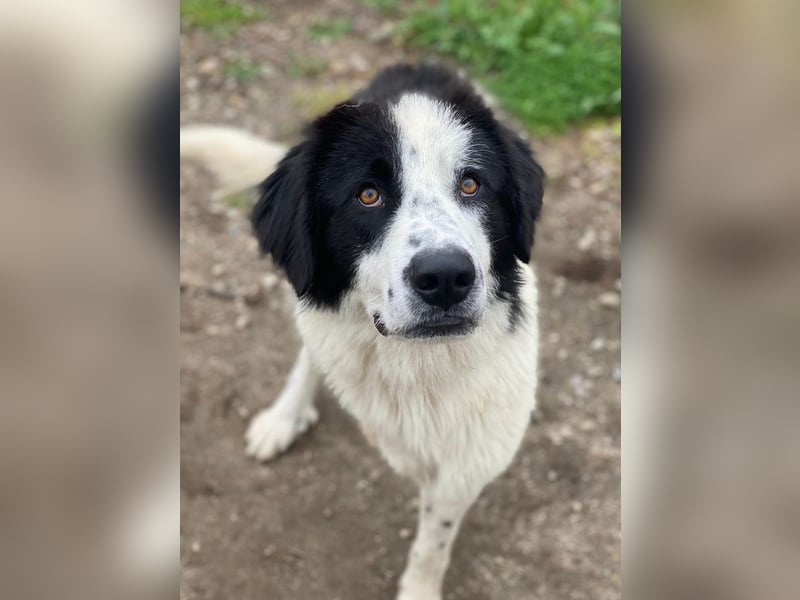 Räuber, geb. ca. 04/2025, lebt in GRIECHENLAND, auf einer privaten Pflegestelle