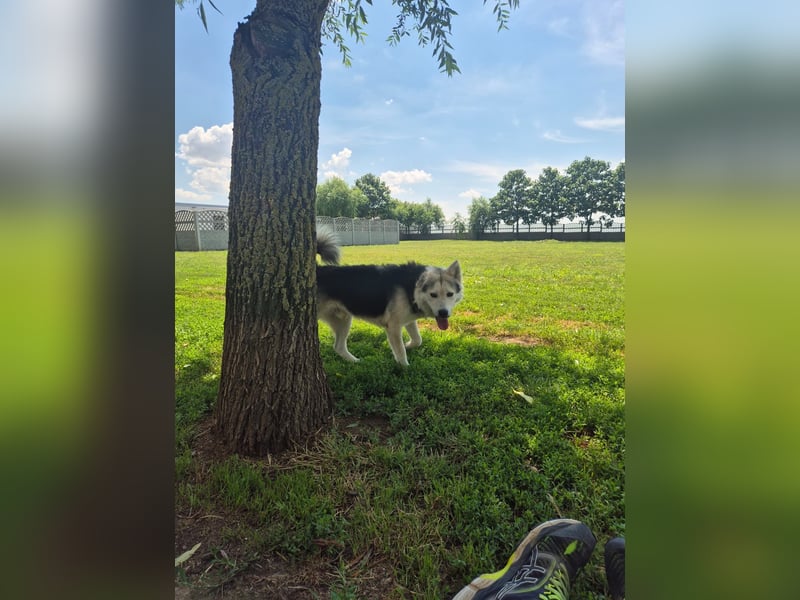 Mika - ein sanfter Entdecker sucht seine Menschen