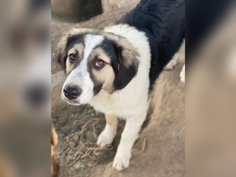 Rhydan, geb. ca. 09/2025, lebt in GRIECHENLAND, im städt. Tierheim Serres