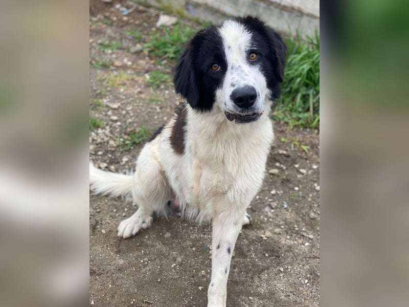 Räuber, geb. ca. 04/2025, lebt in GRIECHENLAND, auf einer privaten Pflegestelle