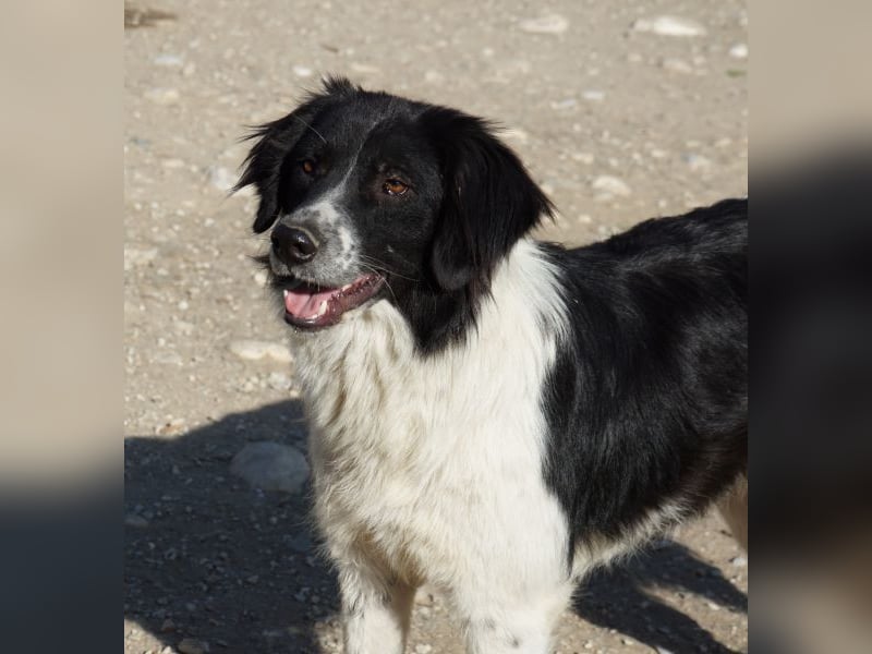 Herr Jasper, geb. ca. 05/2024, lebt in GRIECHENLAND, im städt. Tierheim Serres