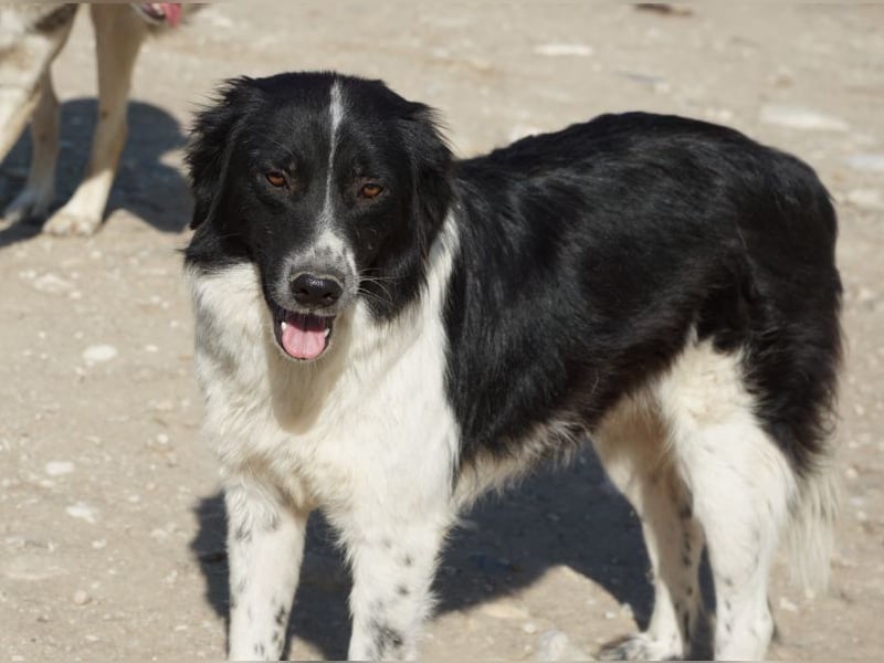Herr Jasper, geb. ca. 05/2024, lebt in GRIECHENLAND, im städt. Tierheim Serres