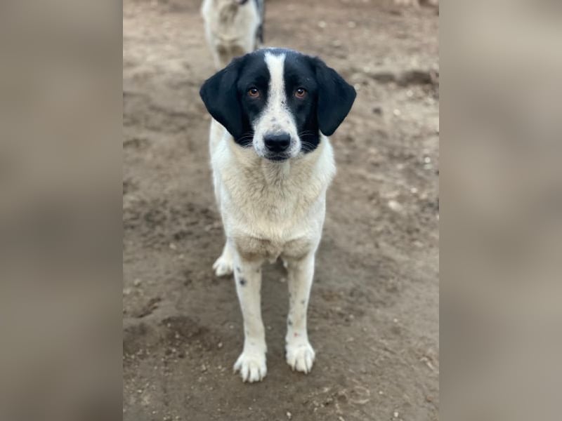 Daryl, geb. ca. 05/2024, lebt in GRIECHENLAND, im städt. Tierheim Serres