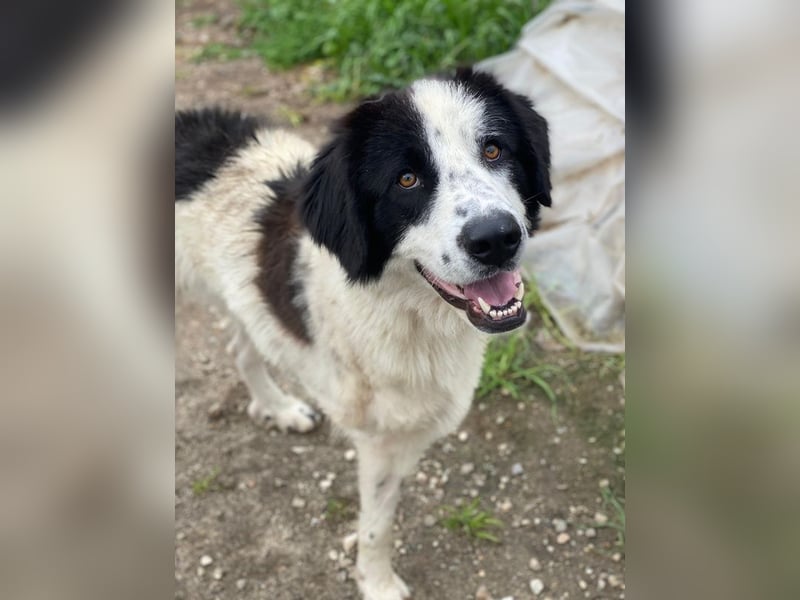 Räuber, geb. ca. 04/2025, lebt in GRIECHENLAND, auf einer privaten Pflegestelle