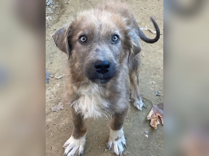 Franklyn, geb. ca. 06/2025, lebt in GRIECHENLAND, auf einer privaten Pflegestelle