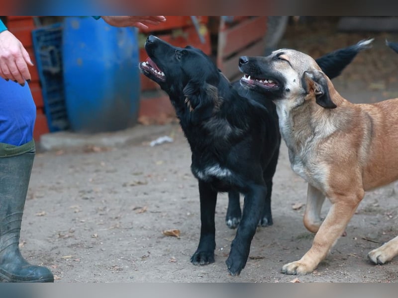 Schüchterne Alani sucht Menschen die ihr Sicherheit geben