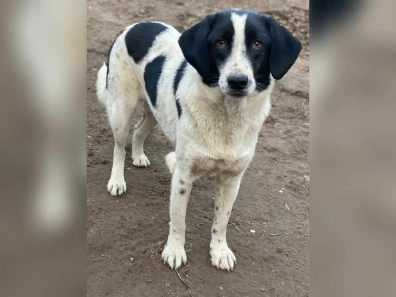 Daryl, geb. ca. 05/2024, lebt in GRIECHENLAND, im städt. Tierheim Serres