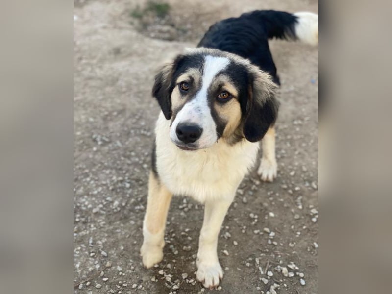 Rhydan, geb. ca. 09/2025, lebt in GRIECHENLAND, im städt. Tierheim Serres