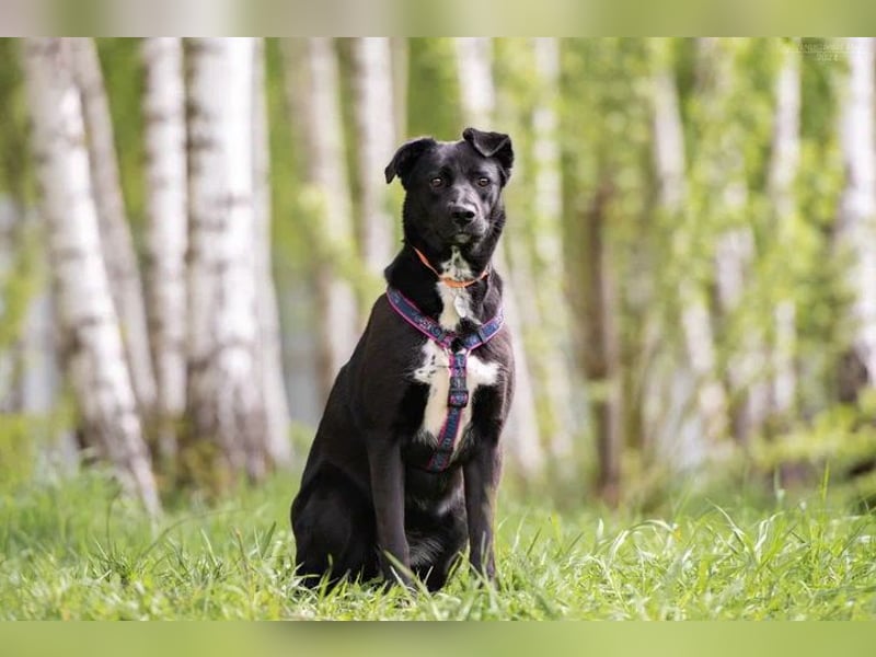 Ruhige Nora sucht liebevolles Zuhause