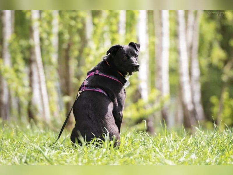 Ruhige Nora sucht liebevolles Zuhause