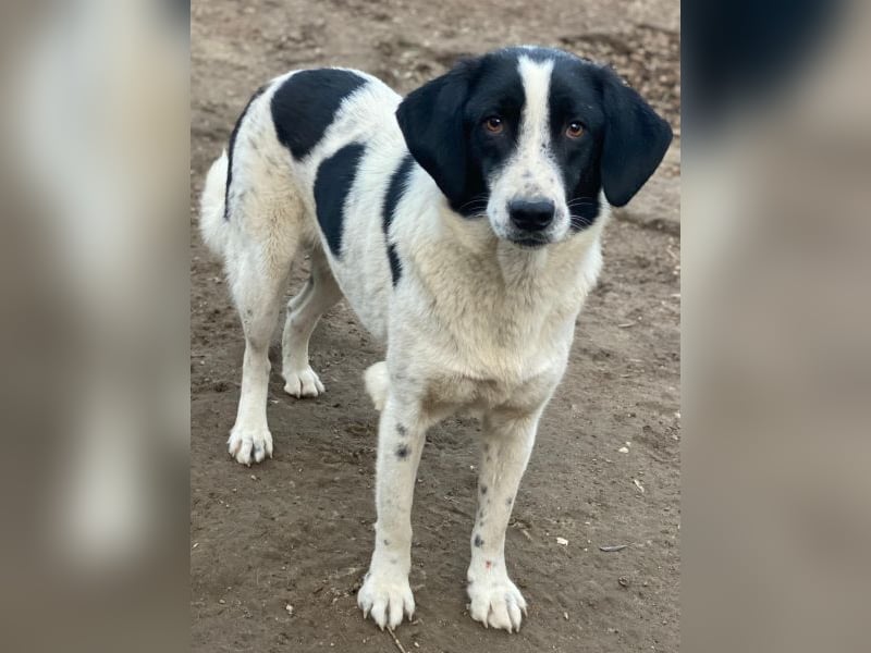 Daryl, geb. ca. 05/2024, lebt in GRIECHENLAND, im städt. Tierheim Serres