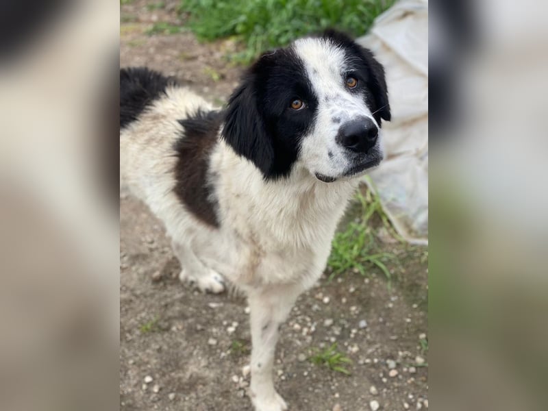 Räuber, geb. ca. 04/2025, lebt in GRIECHENLAND, auf einer privaten Pflegestelle