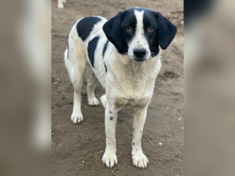 Daryl, geb. ca. 05/2024, lebt in GRIECHENLAND, im städt. Tierheim Serres