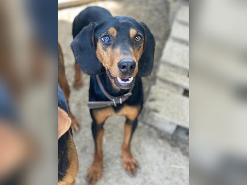 Nemo, geb. ca.  11/2024 lebt in GRIECHENLAND, auf einer privaten Pflegestelle