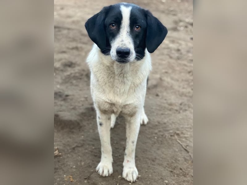 Daryl, geb. ca. 05/2024, lebt in GRIECHENLAND, im städt. Tierheim Serres