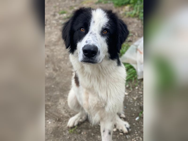 Räuber, geb. ca. 04/2025, lebt in GRIECHENLAND, auf einer privaten Pflegestelle