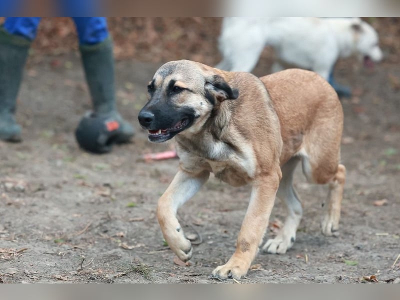 Schüchterne Alani sucht Menschen die ihr Sicherheit geben