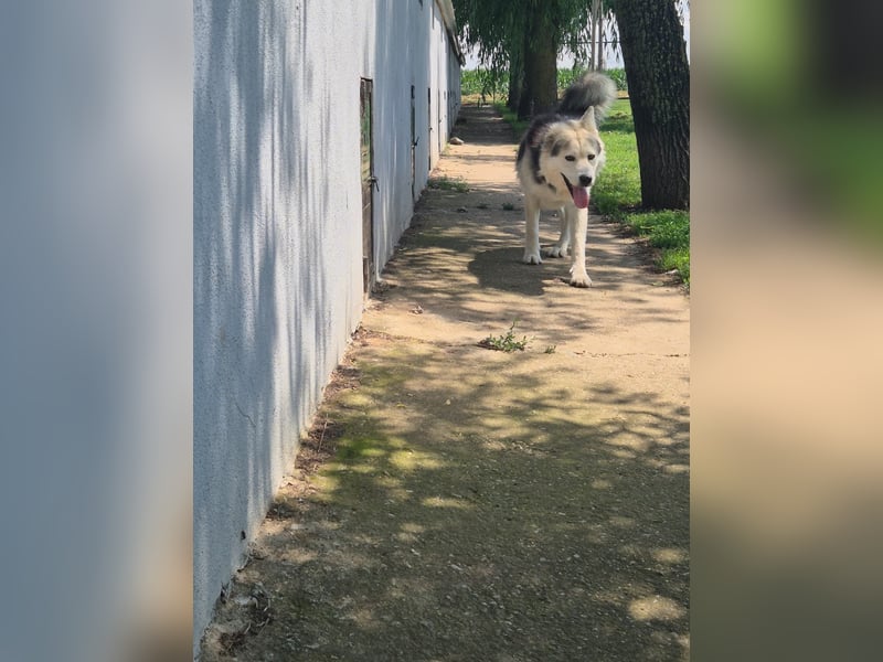 Mika - ein sanfter Entdecker sucht seine Menschen