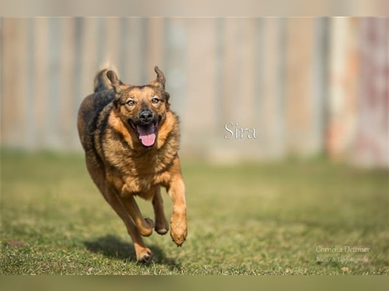 SIRA (W) hat eine lange Leidensgeschichte hinter sich!