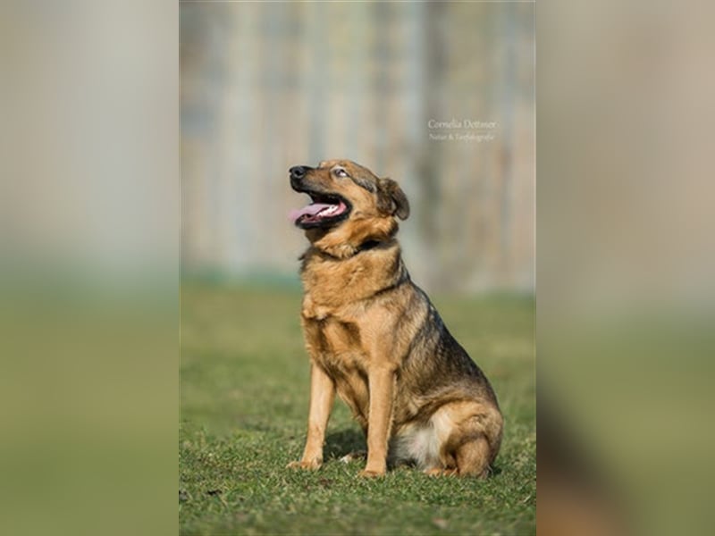 SIRA (W) hat eine lange Leidensgeschichte hinter sich!