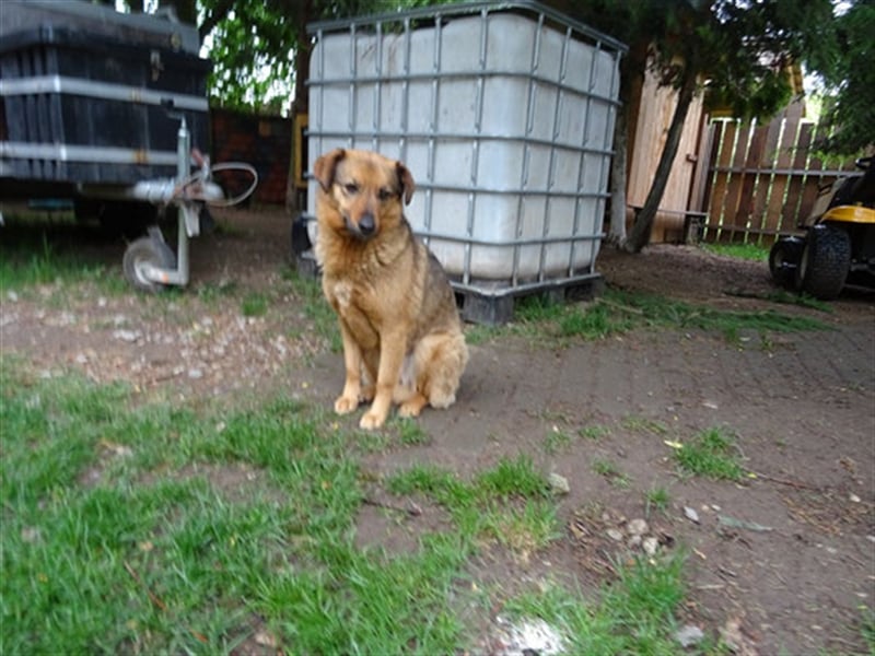 SIRA (W) hat eine lange Leidensgeschichte hinter sich!