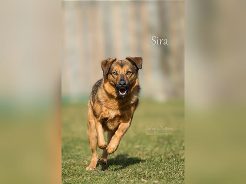 SIRA (W) hat eine lange Leidensgeschichte hinter sich!