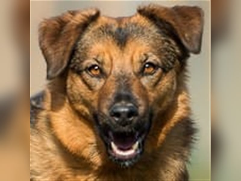 SIRA (W) hat eine lange Leidensgeschichte hinter sich!