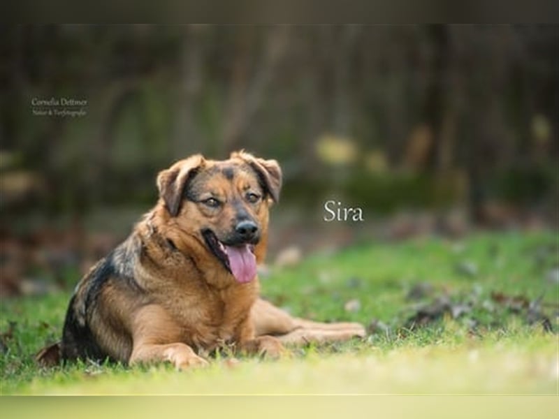 SIRA (W) hat eine lange Leidensgeschichte hinter sich!