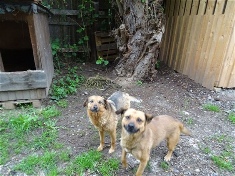 SIRA (W) hat eine lange Leidensgeschichte hinter sich!