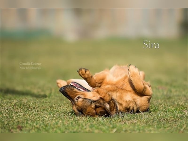 SIRA (W) hat eine lange Leidensgeschichte hinter sich!