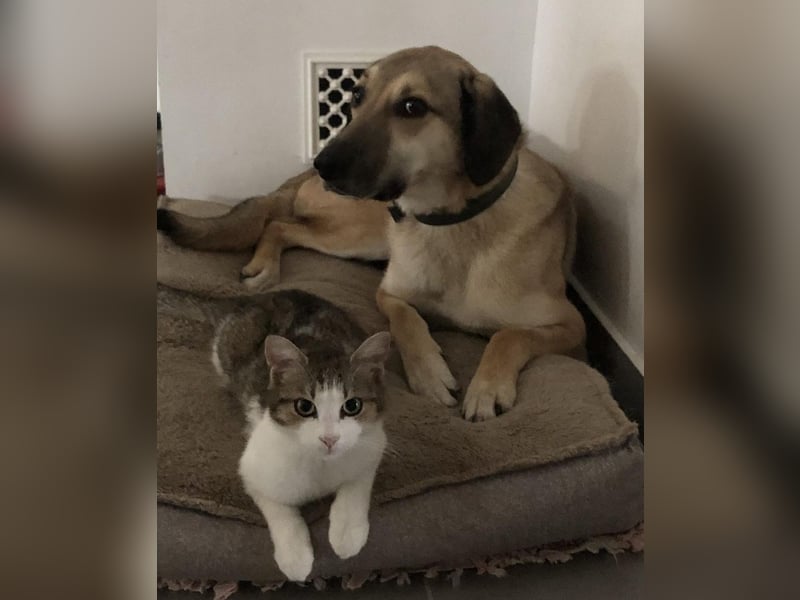 Oskár sucht ein Zuhause