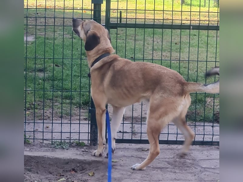 Oskár sucht ein Zuhause