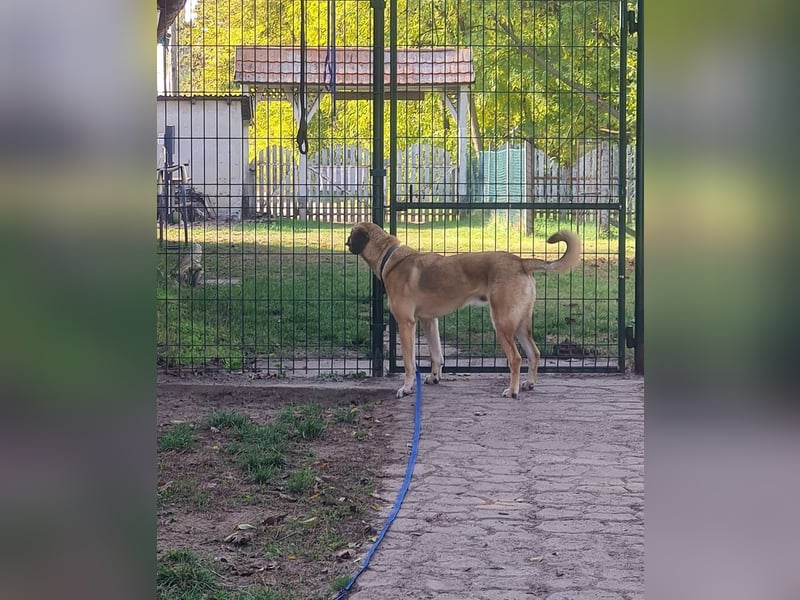 Oskár sucht ein Zuhause