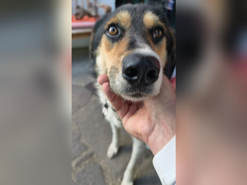 Mia ein Traum auf vier Pfoten