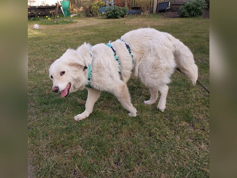 Chiara sucht ein zu Hause