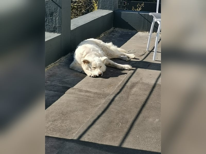 Chiara sucht ein zu Hause