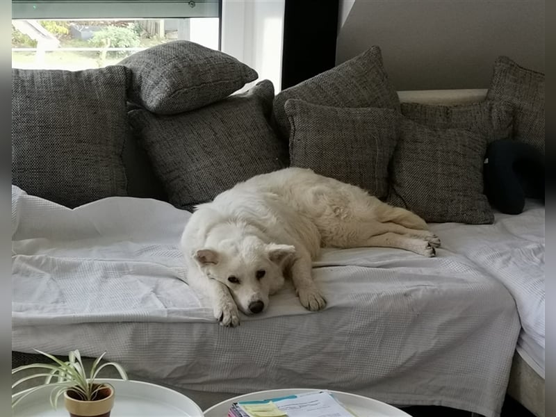 Chiara sucht ein zu Hause