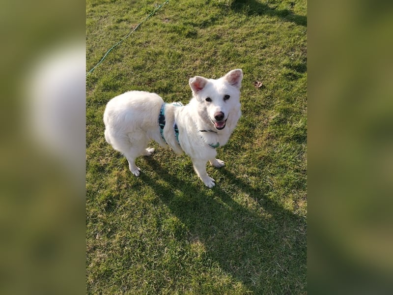 Chiara sucht ein zu Hause