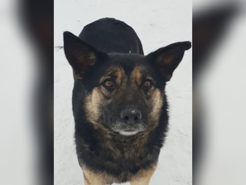 RANJA sucht ihre ZUHAUSE