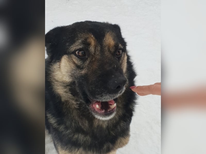 RANJA sucht ihre ZUHAUSE