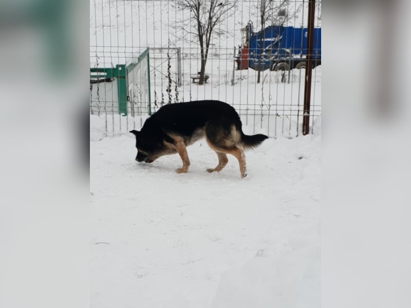 RANJA sucht ihre ZUHAUSE