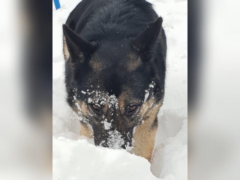 RANJA sucht ihre ZUHAUSE