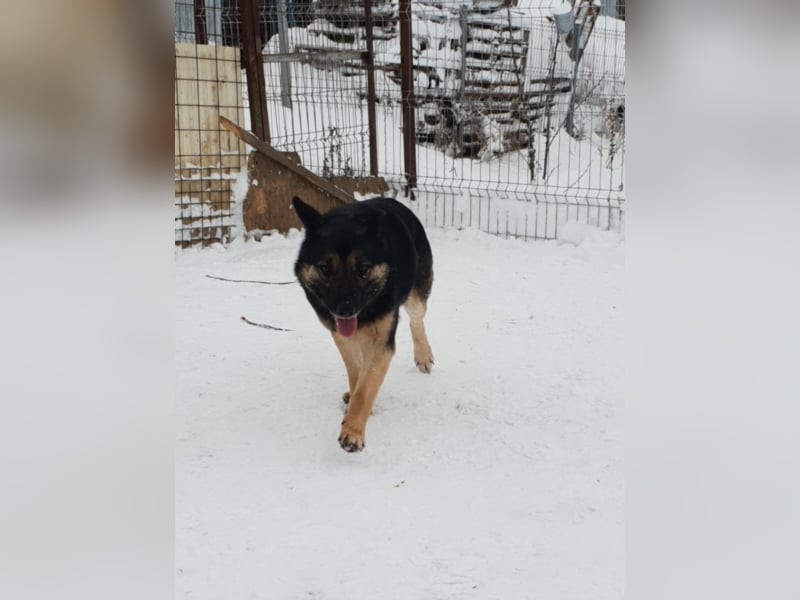 RANJA sucht ihre ZUHAUSE