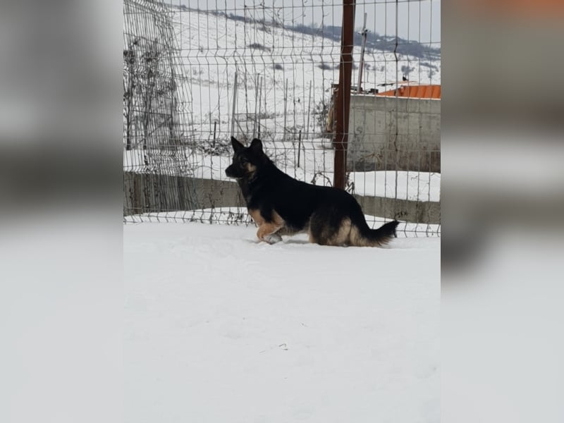 RANJA sucht ihre ZUHAUSE