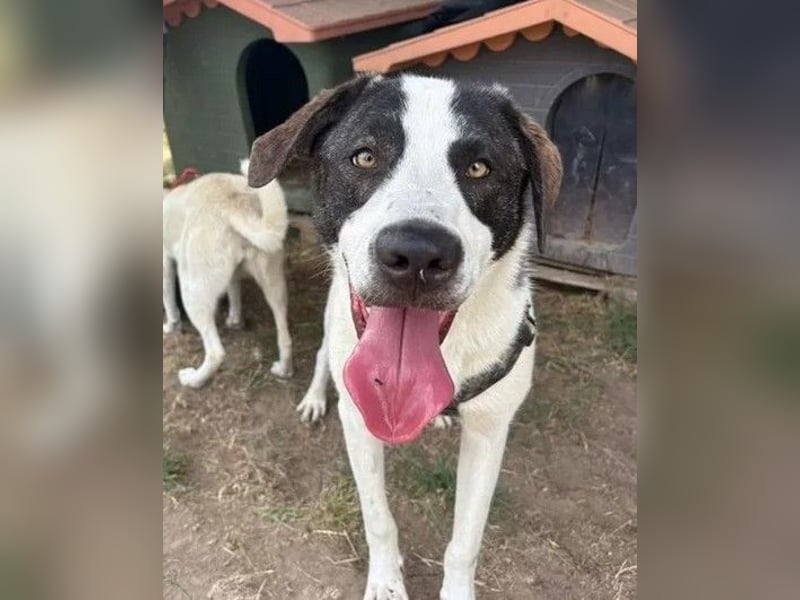 Hänsel - aktiver, lebhafter, verspielter Herdenschutzhund-Mix Rüde / z.Zt. noch in Rumänien